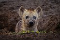 007 Masai Mara, gevlekte hyena